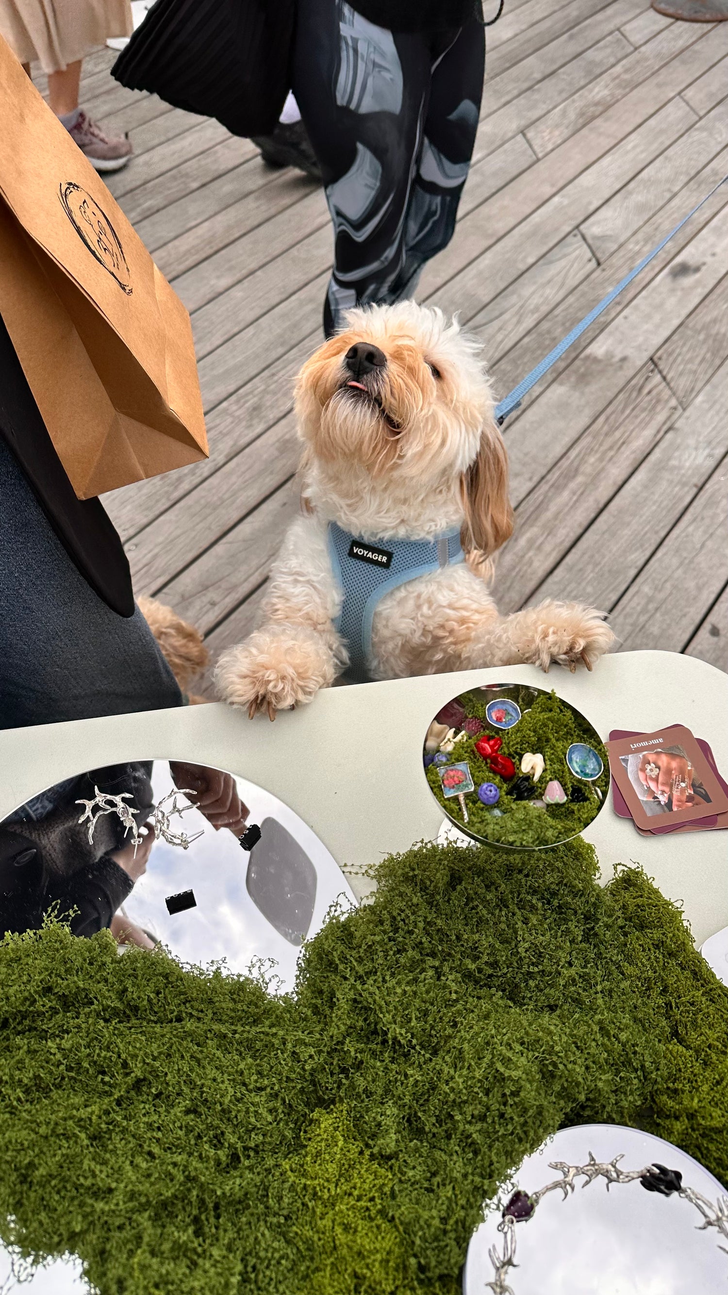 cute dog at craft fair. amemori maum nyc